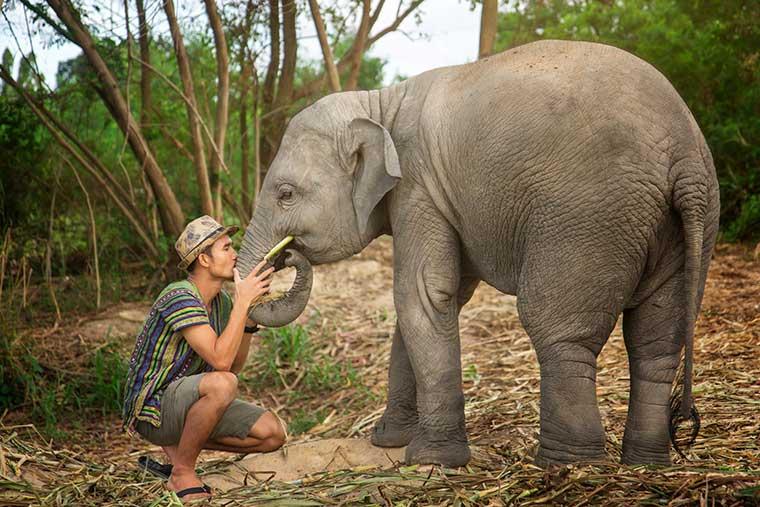 Pattaya Elephant Village