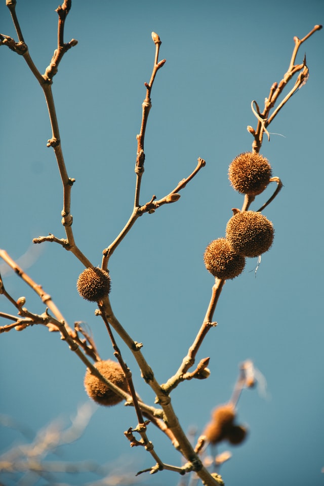 Tree branches