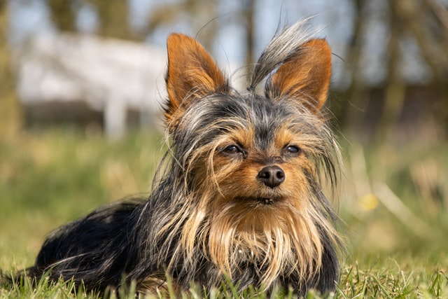 Yorkshire terrier puppy