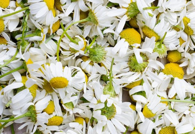 Chamomile for face and body masks