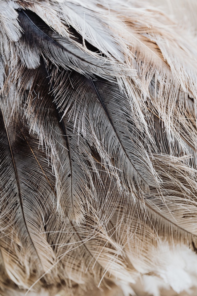  Ostrich Feathers