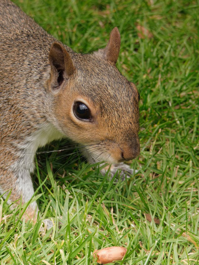 Foraging: Discovering Nature's Bounty