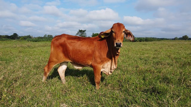 Were the Red Heifers Sacrificed Today? 2025 Update