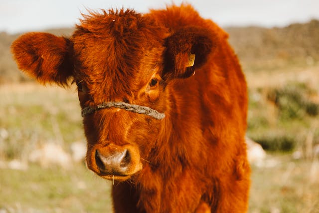 Were the Red Heifers Sacrificed Today? 2025 Update