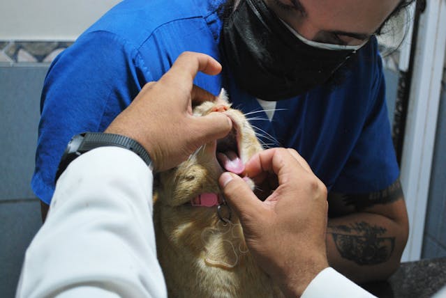 Cat Dental Chart: A Guide to Feline Oral Health