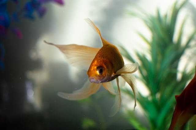 Cryptocoryne Parva: The Ultimate Guide to Growing This Aquarium Plant