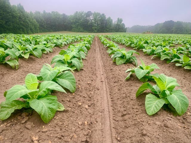 Crop Intensification Program: Boosting Food Security with Simple Farming Solutions