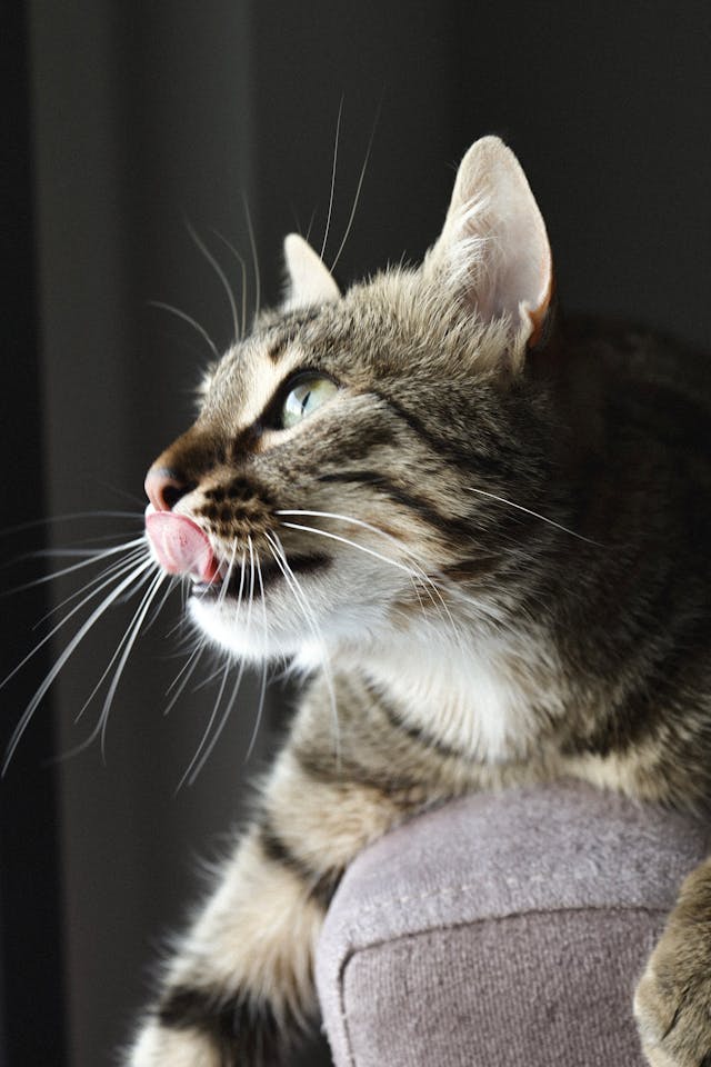 Cat Dental Chart: A Guide to Feline Oral Health