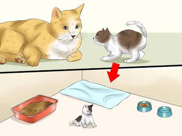 How to Become a Cat Foster Parent Today