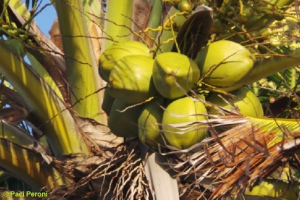 Is Coconut Water the New Miracle Health Drink?