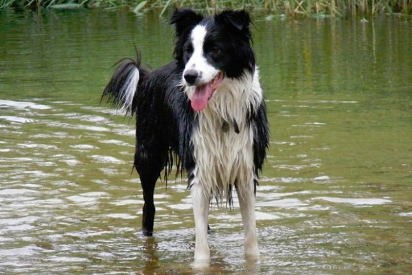 Valgrays Border Collie Rescue Needs Your Support